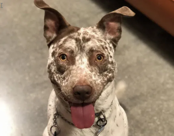 Meet Chloe